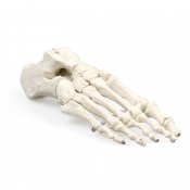 Erler-Zimmer Anatomical Skeleton Foot Model